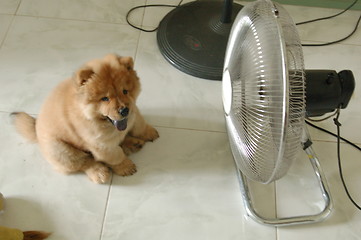 Image showing dog infront of fan