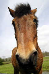 Image showing Horse