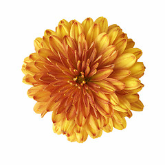 Image showing Big orange flower