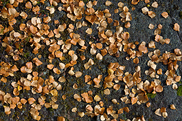 Image showing Yellow autumn leaves