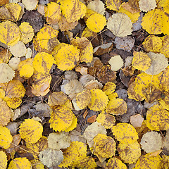 Image showing Autumn leaves