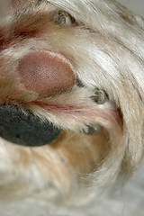 Image showing paw