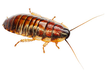 Image showing African big cockroach