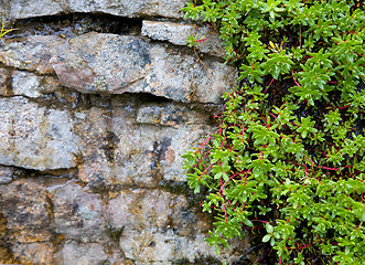 Image showing Rock covered with green vegetation