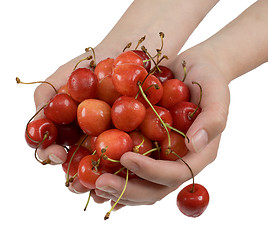 Image showing Sweet cherry in palms
