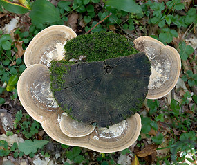 Image showing Stub with mushrooms and a moss
