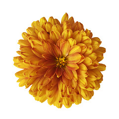 Image showing Orange flower