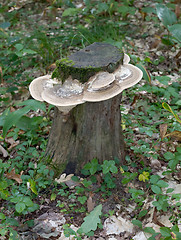 Image showing Stub covered with mushrooms