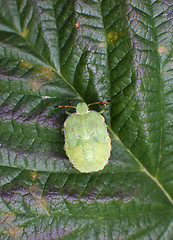 Image showing Green young bug