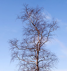 Image showing Birch without leaves