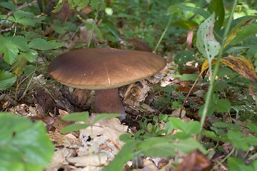 Image showing Edible mushroom