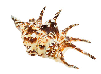 Image showing Sea cockle-shell