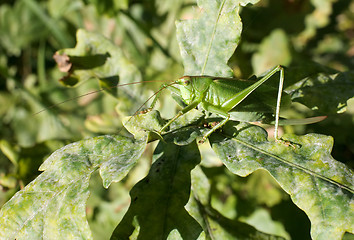 Image showing Grasshopper