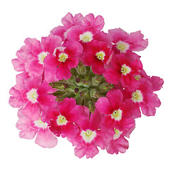 Image showing Dark pink flower