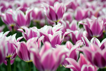 Image showing Summer tulips