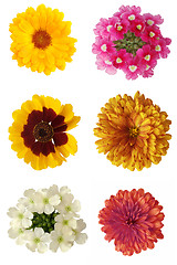 Image showing Six flowers