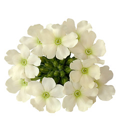 Image showing Snow-white flowers