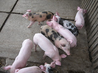 Image showing Piglets