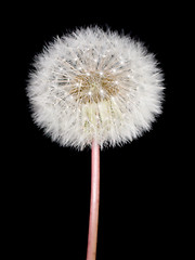 Image showing Dandelion