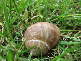 Image showing Snail