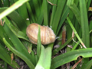 Image showing Snail