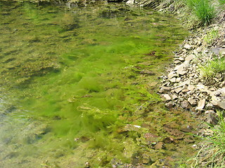 Image showing Water grass