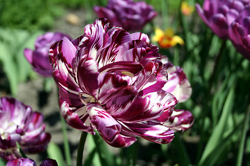 Image showing Parrot tulip