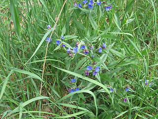 Image showing Blue flower