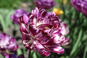 Image showing Parrot tulip #2