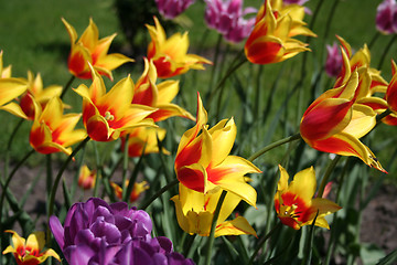 Image showing Yellow tulips