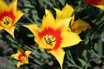 Image showing Yellow tulips close up