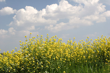 Image showing Yellow rape seed