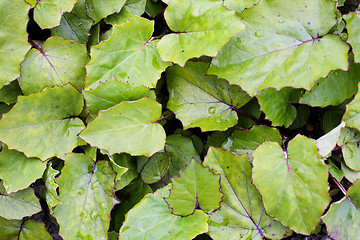 Image showing Coltsfoot texture
