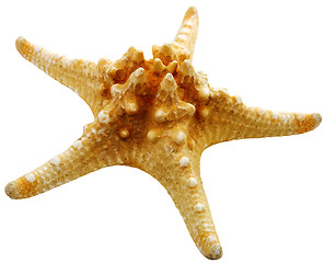 Image showing Starfish