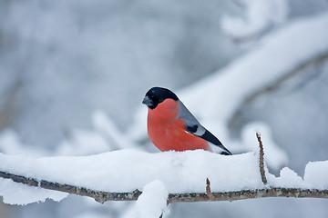 Image showing Male bullfinch