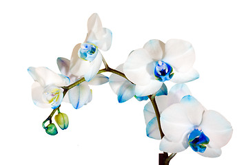 Image showing Dark blue orchid