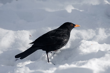 Image showing Blackbird in snow