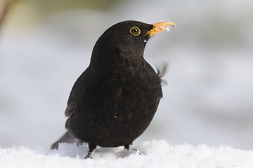 Image showing Blackbird in snow