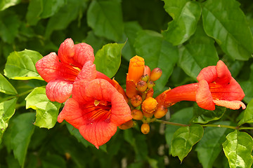 Image showing Eccremocarpus blossoming