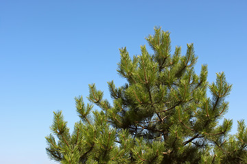 Image showing Treetop young pine