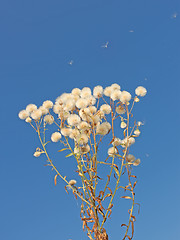 Image showing Plant similar to dandelion