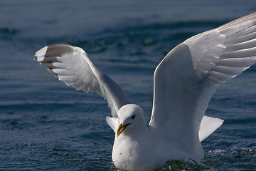 Image showing Landing