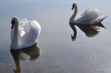Image showing Two lovely swans