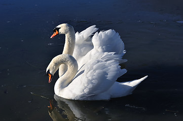 Image showing Two lovely swans