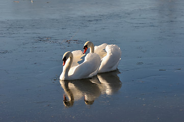 Image showing Two lovely swans