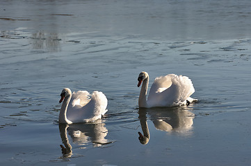 Image showing Two lovely swans