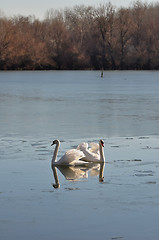 Image showing Two lovely swans