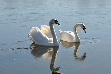 Image showing Two lovely swans