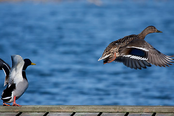 Image showing Ducks