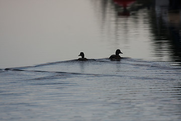 Image showing Swimming ducks